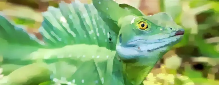 Lazy Lizzard Gang – Wald // Video