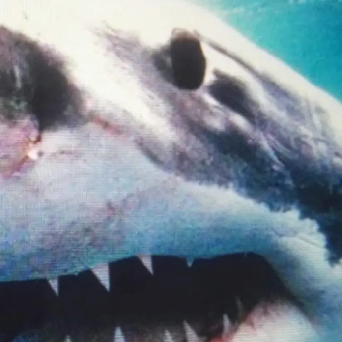 Savas, Sido, Royal Bunker