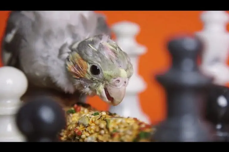 Suff Daddy – Macrowave // Video