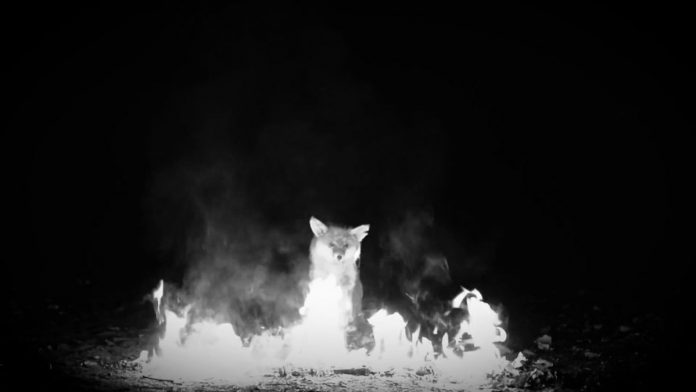 Zugezogen_Maskulin_LGoony_Fuechse