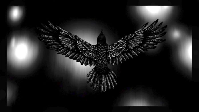 Team-Avantgarde-Vogel-2